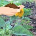 Sunflower Flower Garden Seeds - Teddy Bear - 4 Oz - Annual Wildflower Gardening Seeds - Mountain Valley Seeds   566996887